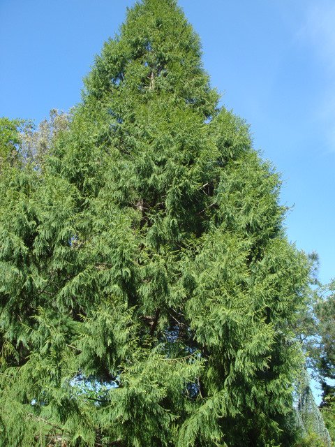 Taiwania cryptomerioides